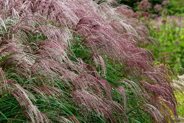 Miscanthus sinensis ‘Flamingo’ — katalog fotoğrafı