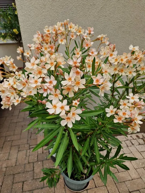 Nerium oleander ‘Angiolo Pucci’ — katalog fotoğrafı