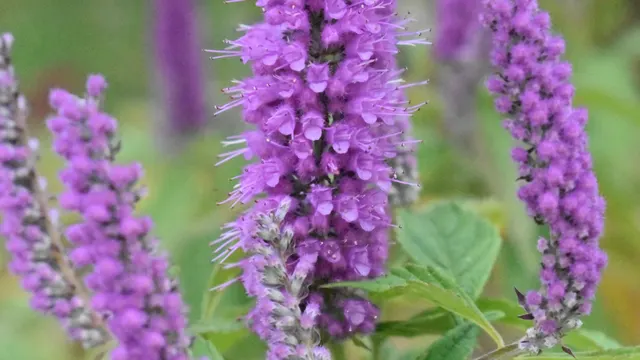 Elsholtzia stauntonii — katalog fotoğrafı