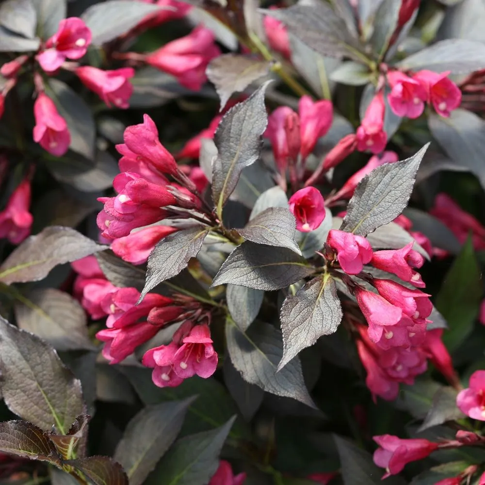 Weigela florida ‘Minor Black’ — katalog fotoğrafı