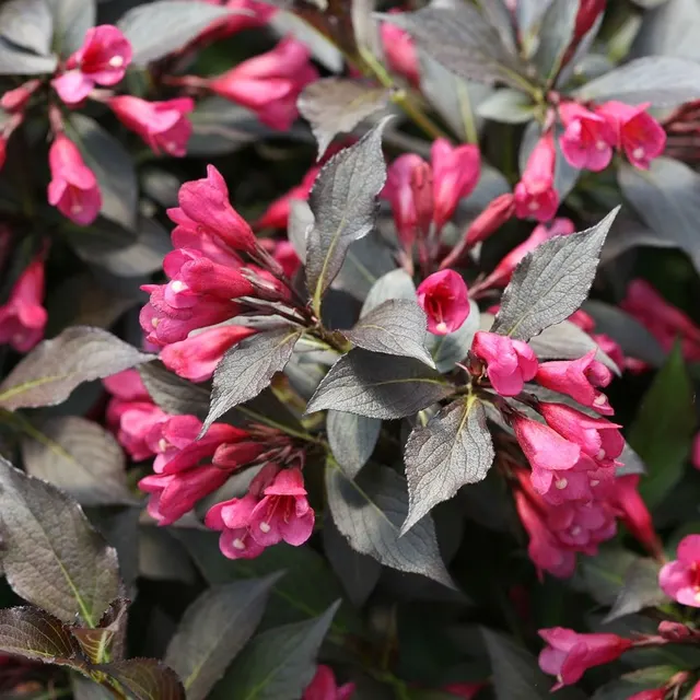 Weigela florida ‘Minor Black’ — katalog fotoğrafı