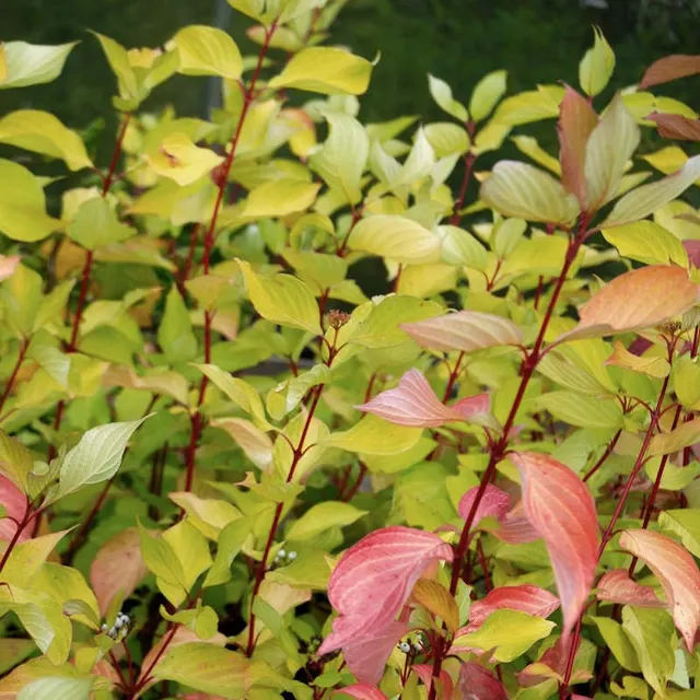 Cornus alba ‘Aurea’ — katalog fotoğrafı
