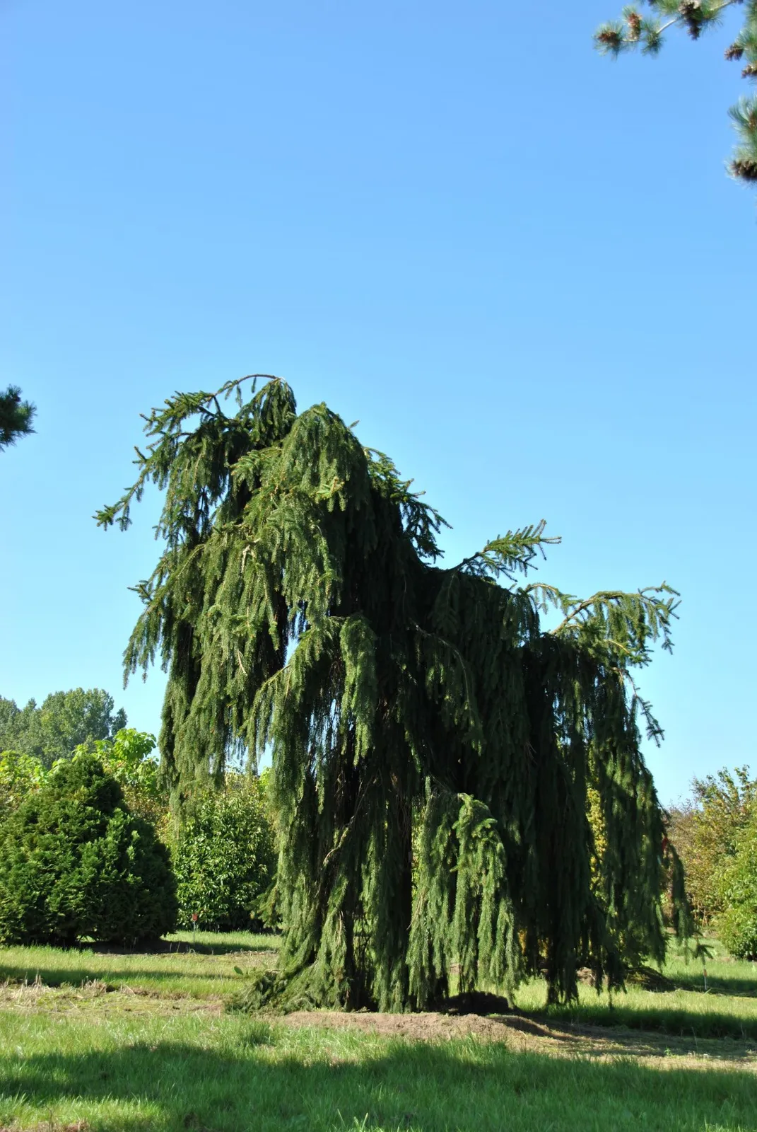 Picea abies ‘Inversa’ — katalog fotoğrafı
