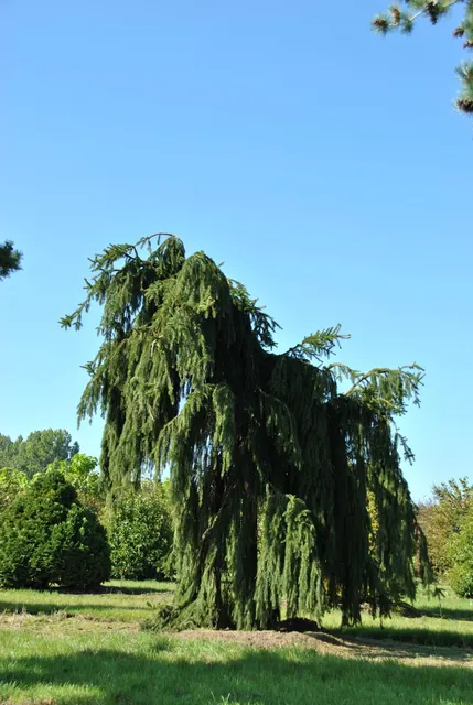 Picea abies ‘Inversa’ — katalog fotoğrafı