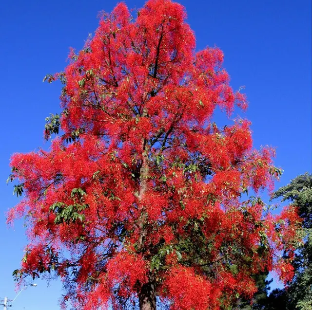 Brachychiton acerifolius — katalog fotoğrafı
