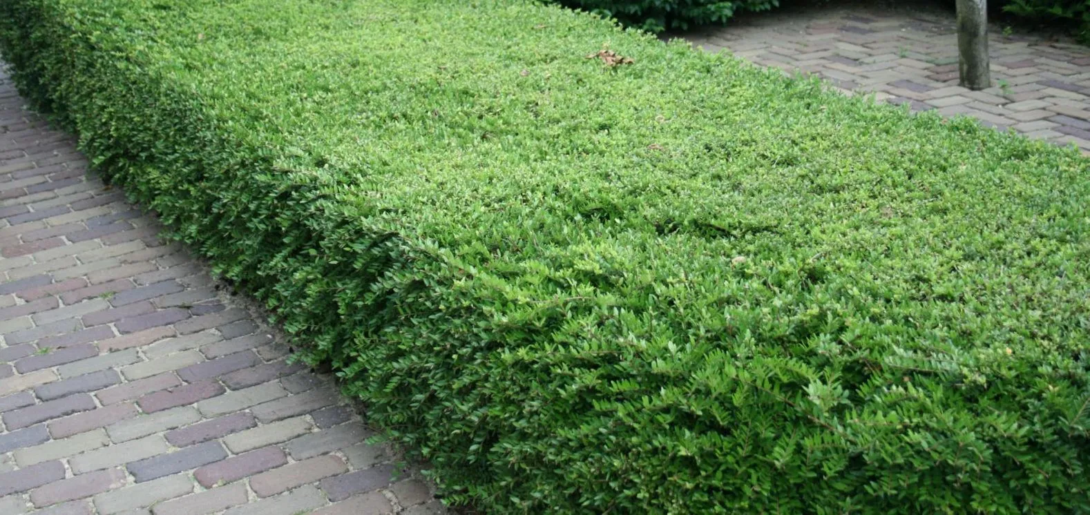 Lonicera nitida — katalog fotoğrafı