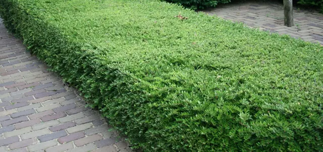 Lonicera nitida — katalog fotoğrafı