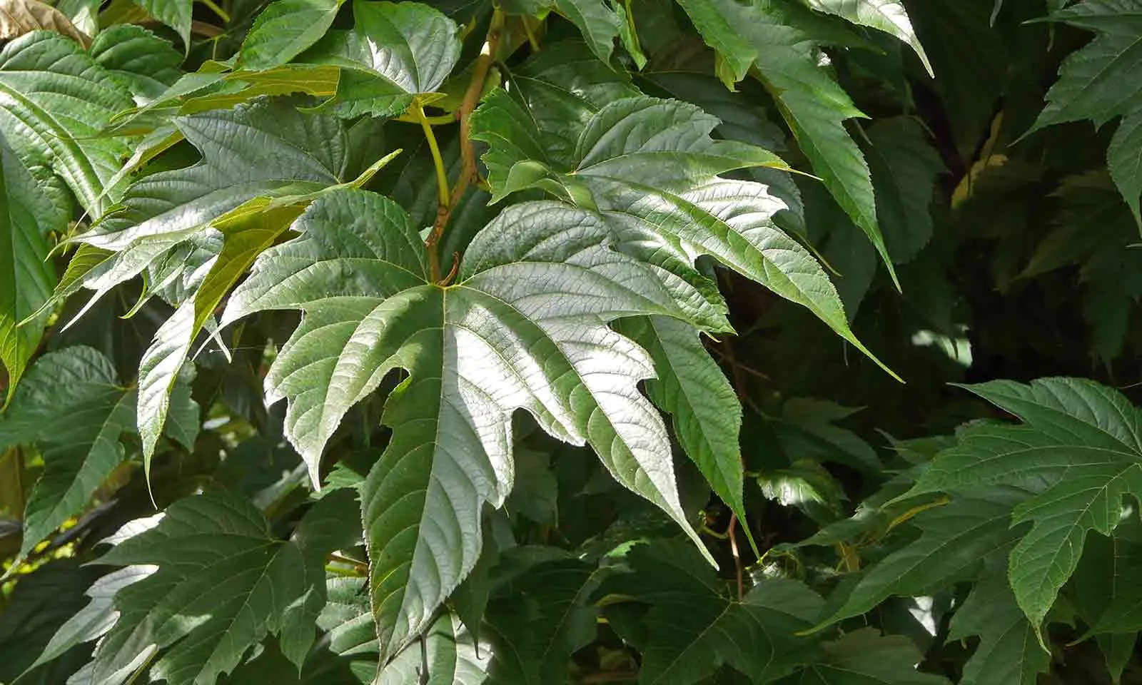 Morus platanifolia ‘Fruitless’ — katalog fotoğrafı