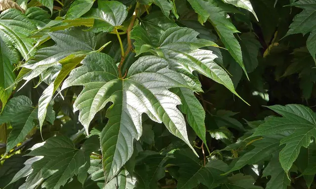Morus platanifolia ‘Fruitless’ — katalog fotoğrafı