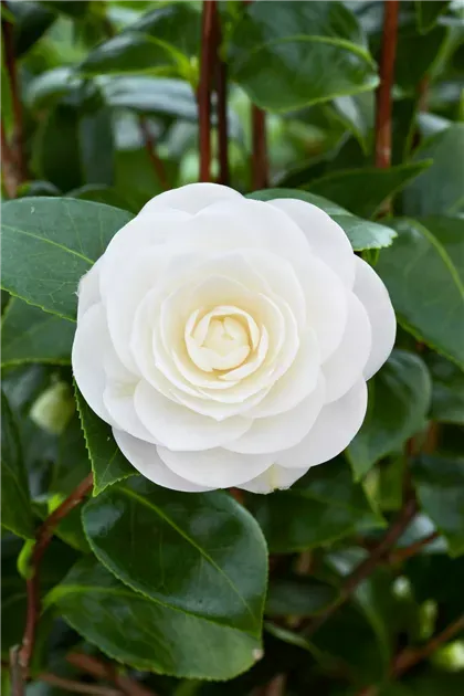 Camellia japonica ‘White Perfection — katalog fotoğrafı