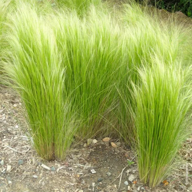 Stipa tenuifolia — katalog fotoğrafı