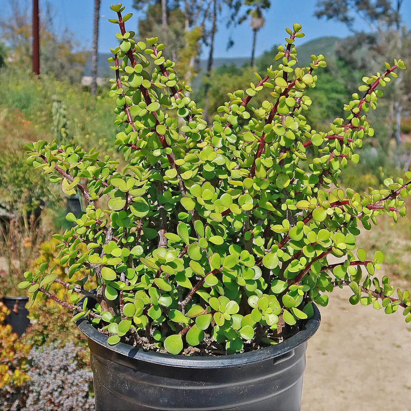 Portulacaria afra — katalog fotoğrafı