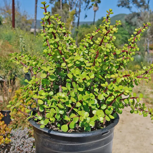 Portulacaria afra — katalog fotoğrafı