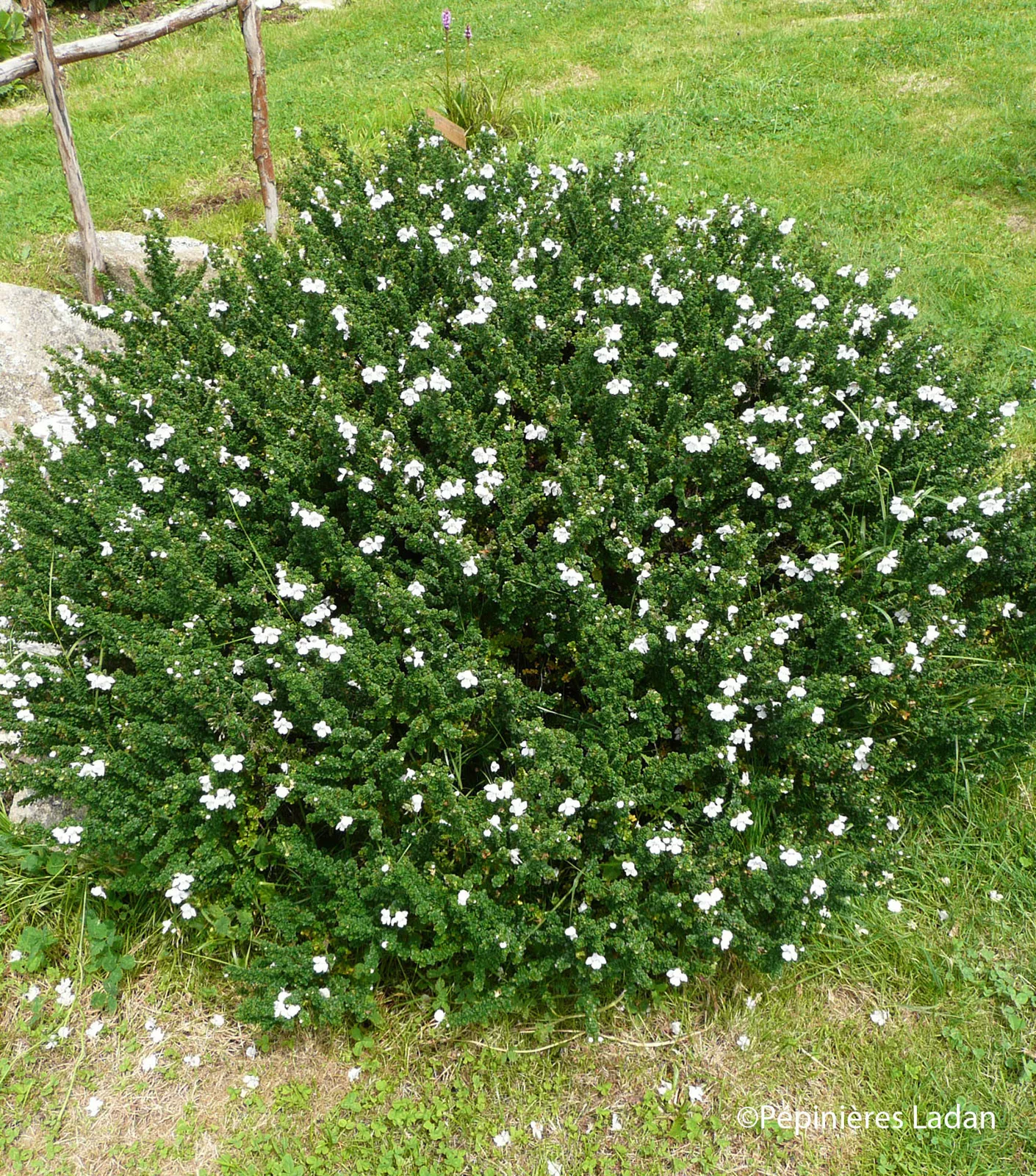 Prostanthera cuneata — katalog fotoğrafı
