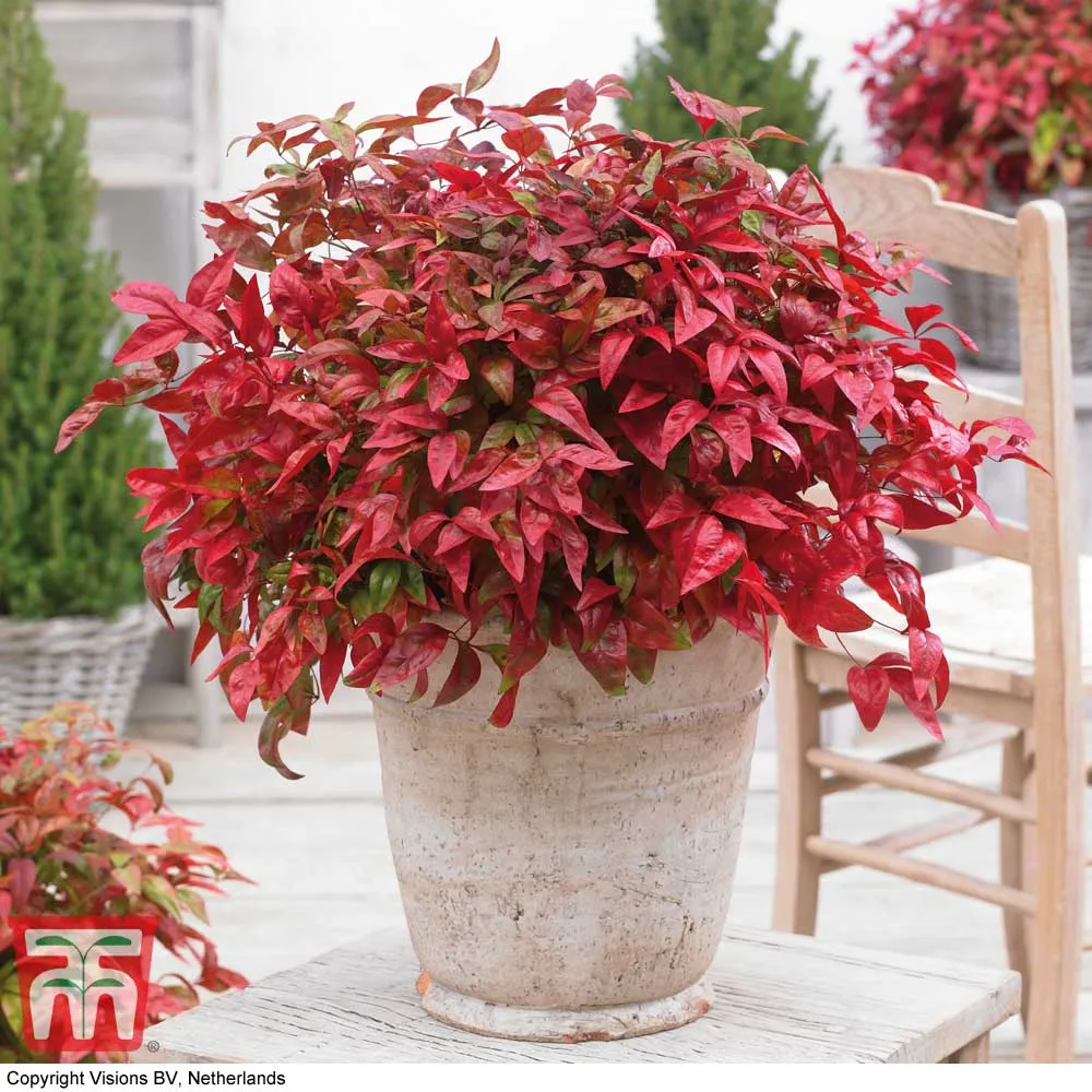 Nandina domestica ‘Blush Pink’ — katalog fotoğrafı