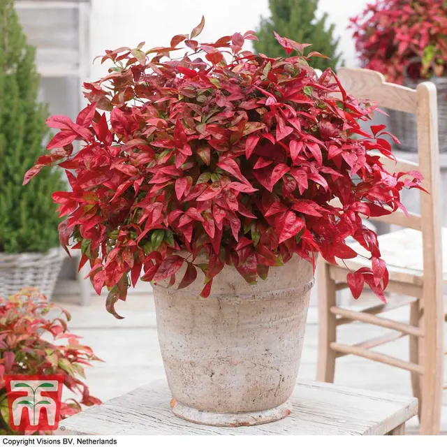 Nandina domestica ‘Blush Pink’ — katalog fotoğrafı