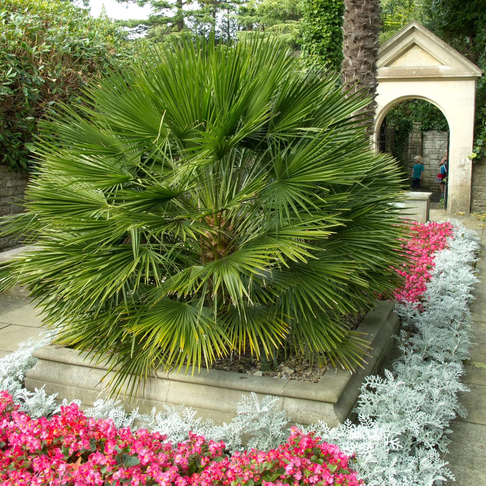 Chamaerops humilis ‘Compacta’ — katalog fotoğrafı