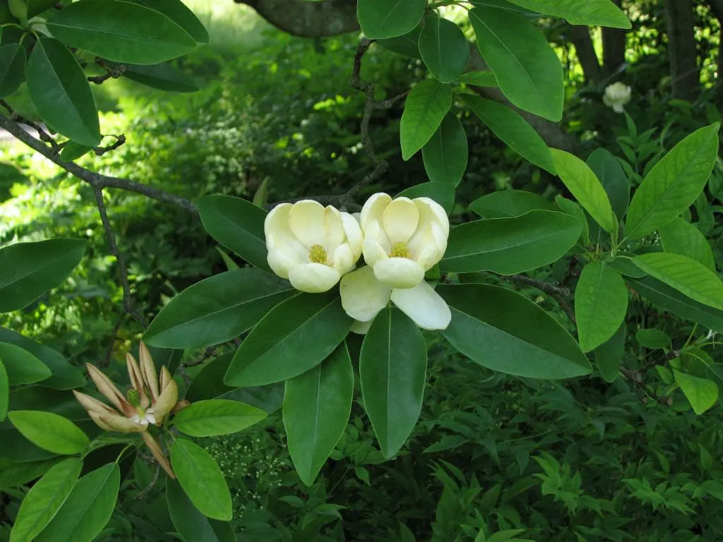 Magnolia virginiana ‘Glauca’ — katalog fotoğrafı