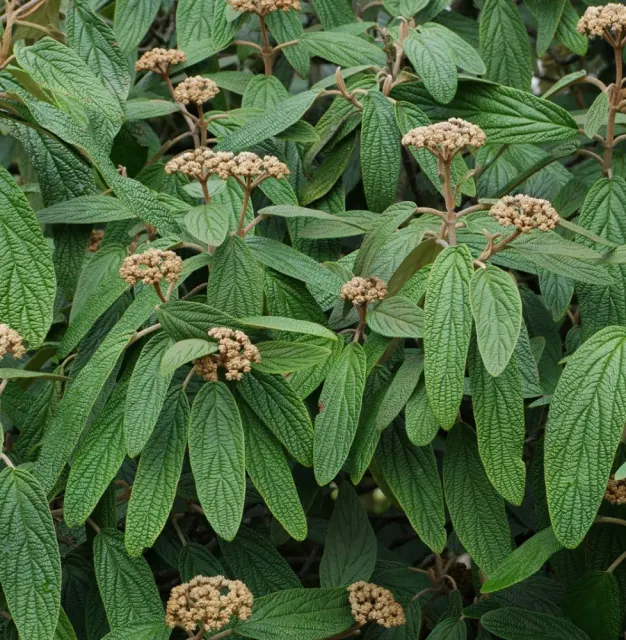 Viburnum rhytidophyllum — katalog fotoğrafı