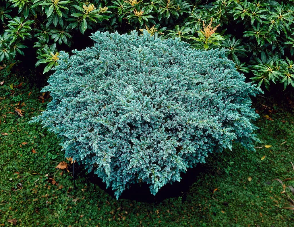 Juniperus squamata ‘Blue Star’ — katalog fotoğrafı