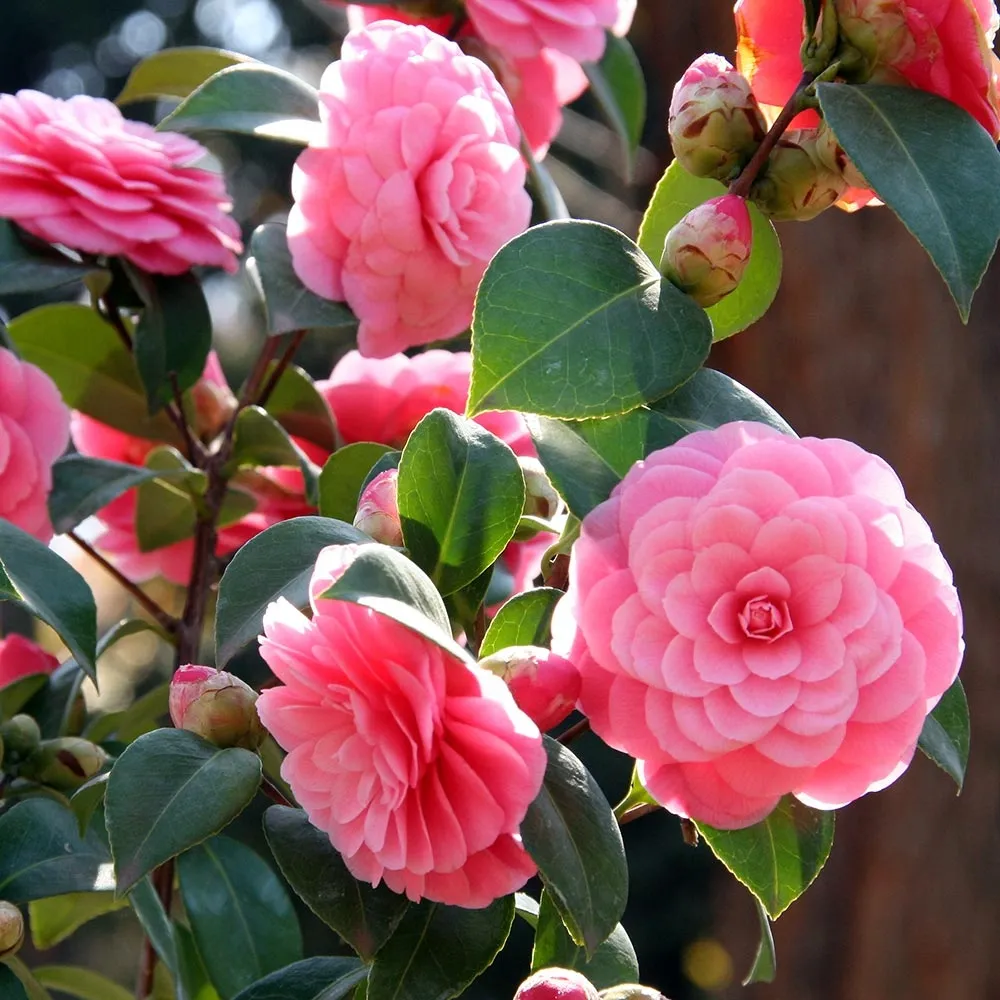 Camellia japonica ‘Mrs. Tingley’ — katalog fotoğrafı