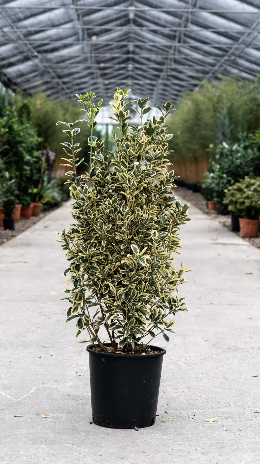 Euonymus japonicus ‘Bravo’ — katalog fotoğrafı