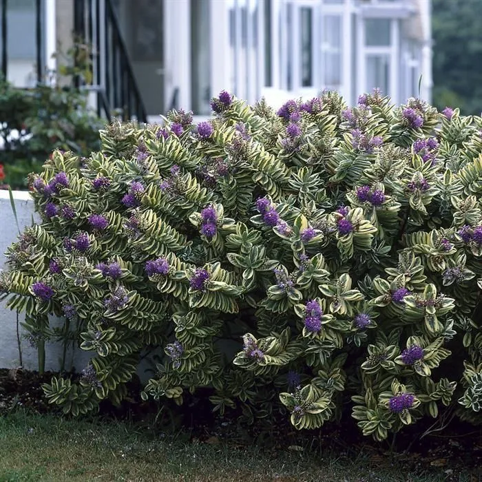 Hebe andersonii variegata — katalog fotoğrafı