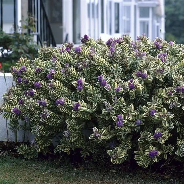 Hebe andersonii variegata — katalog fotoğrafı