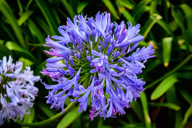 Agapanthus Coddii — katalog fotoğrafı