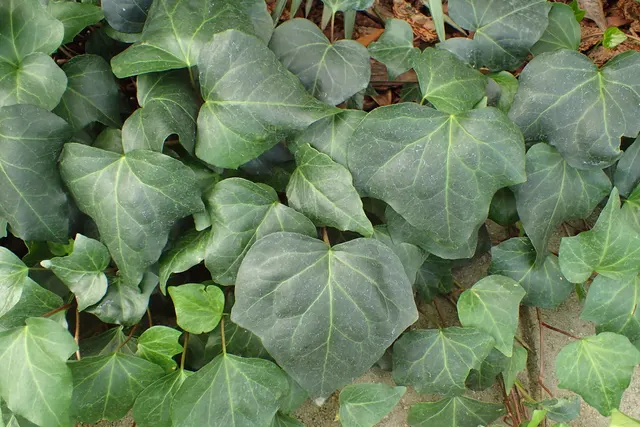 Hedera cinsine örnek: Hedera helix