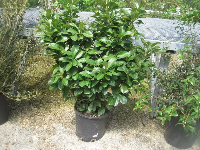 Prunus laurocerasus ‘Etna’ — katalog fotoğrafı