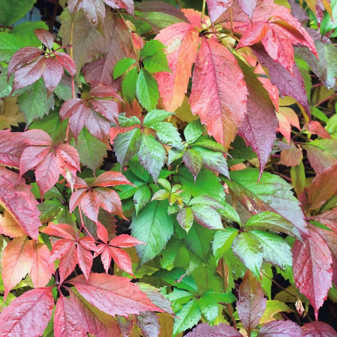 Parthenocissus quinquefolia — katalog fotoğrafı