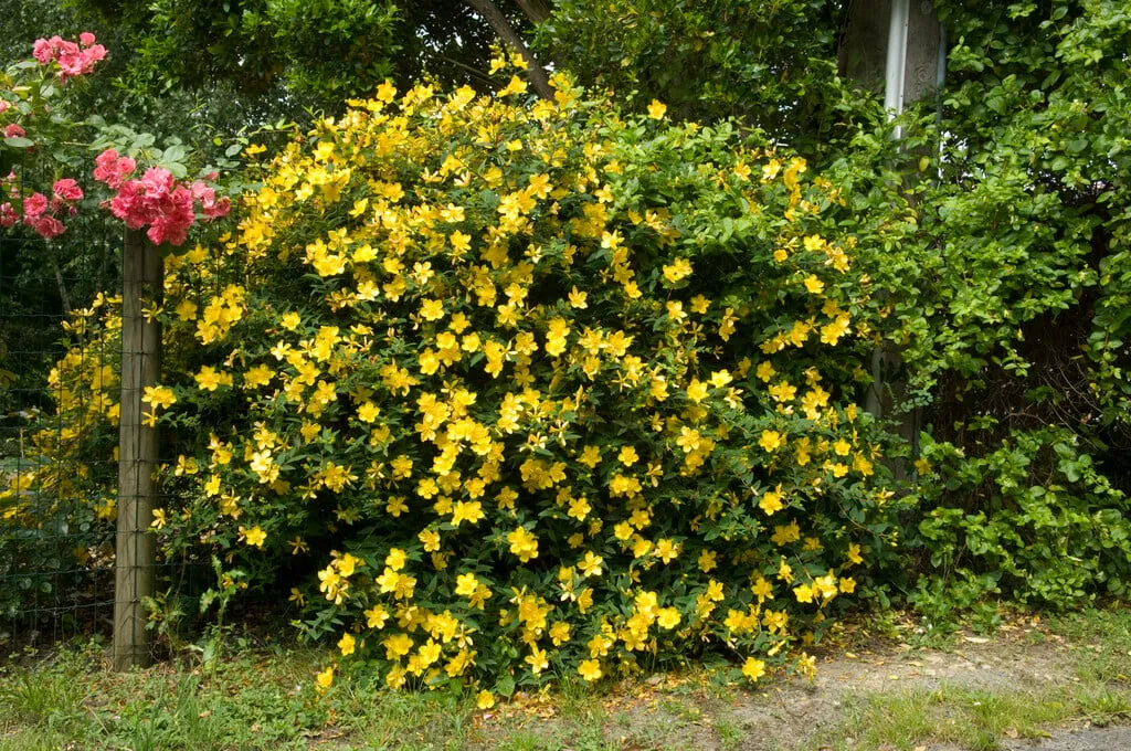 Hypericum ‘Hidcote’ — katalog fotoğrafı