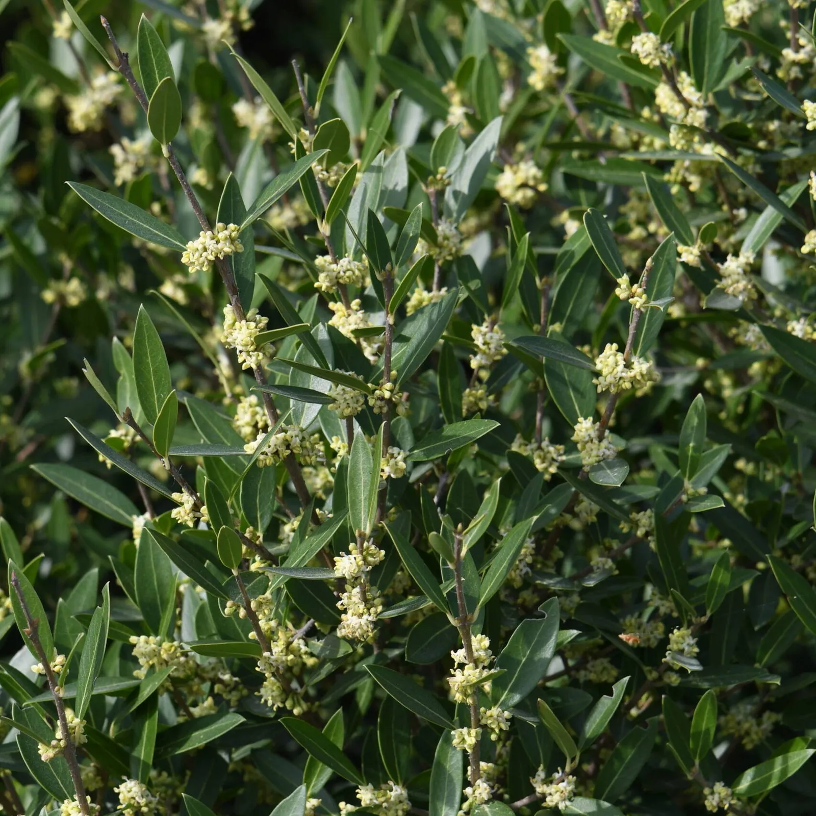 Phillyrea angustifolia — katalog fotoğrafı