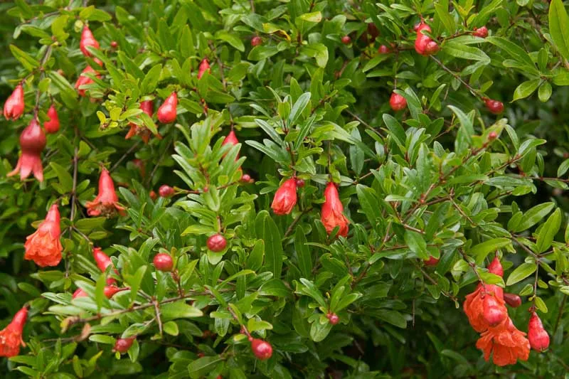 Punica granatum — katalog fotoğrafı