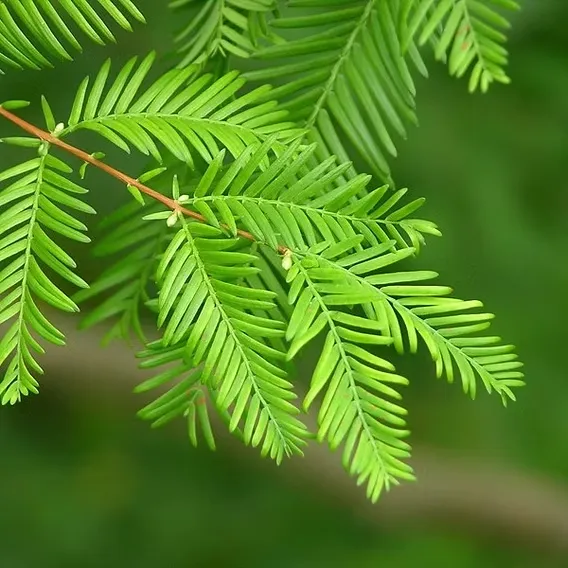 Metasequoia glyptostroboides — katalog fotoğrafı