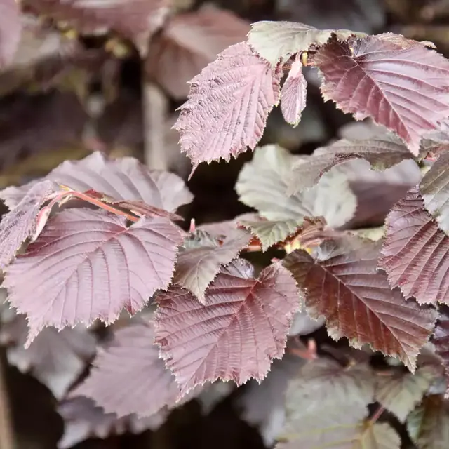 Corylus maxima ‘Purpurea’ — katalog fotoğrafı