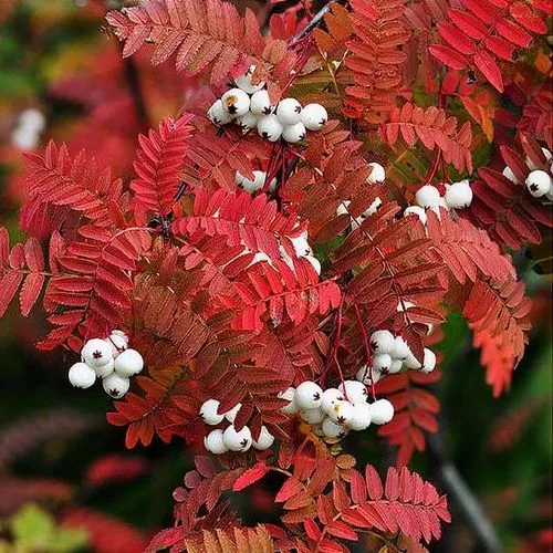 Sorbus koehneana — katalog fotoğrafı