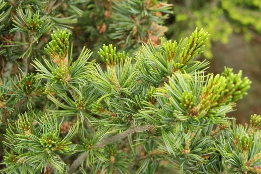 Pinus brevifolia — katalog fotoğrafı