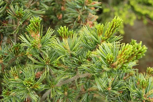 Pinus brevifolia — katalog fotoğrafı