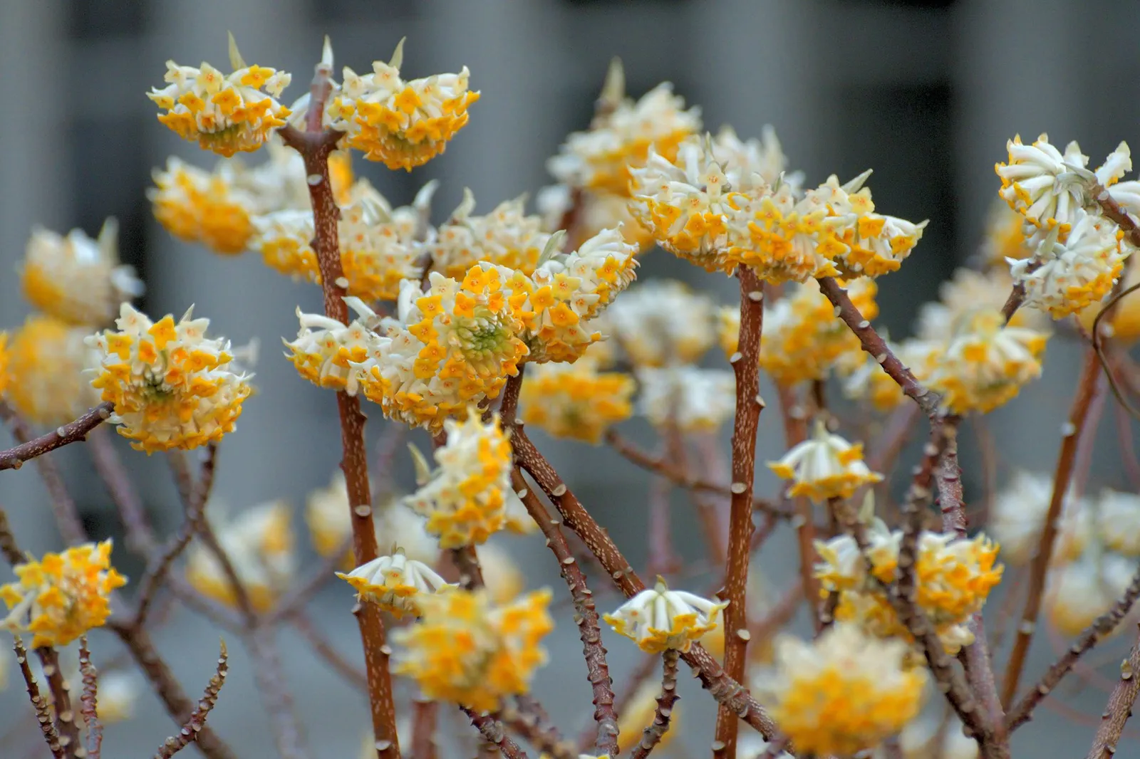 Edgeworthia chrysantha — katalog fotoğrafı