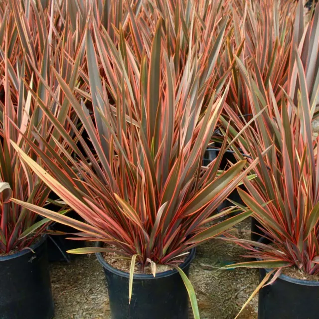Phormium ‘Rainbow Queen’ — katalog fotoğrafı