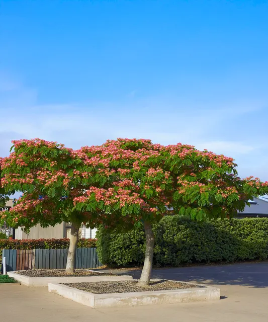 Albizia julibrissin ‘Umbrella’ — katalog fotoğrafı