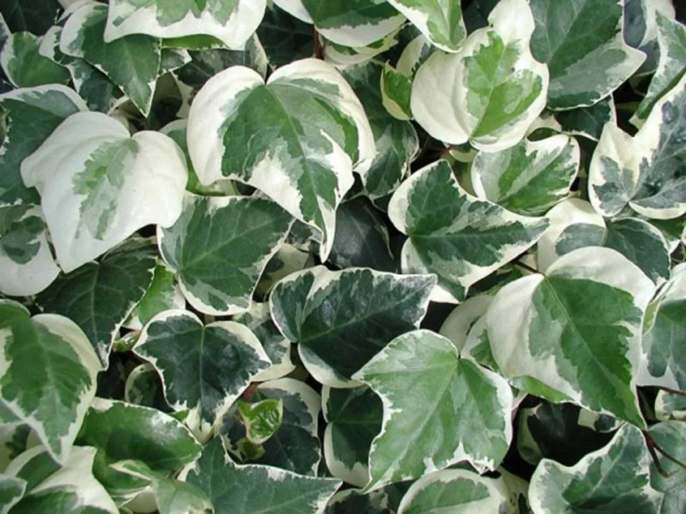 Hedera helix ‘Elegantissima’ — katalog fotoğrafı