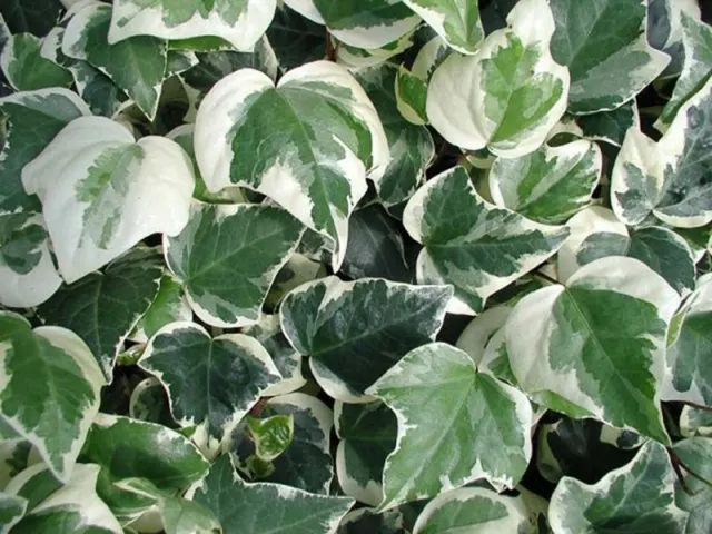 Hedera helix ‘Elegantissima’ — katalog fotoğrafı