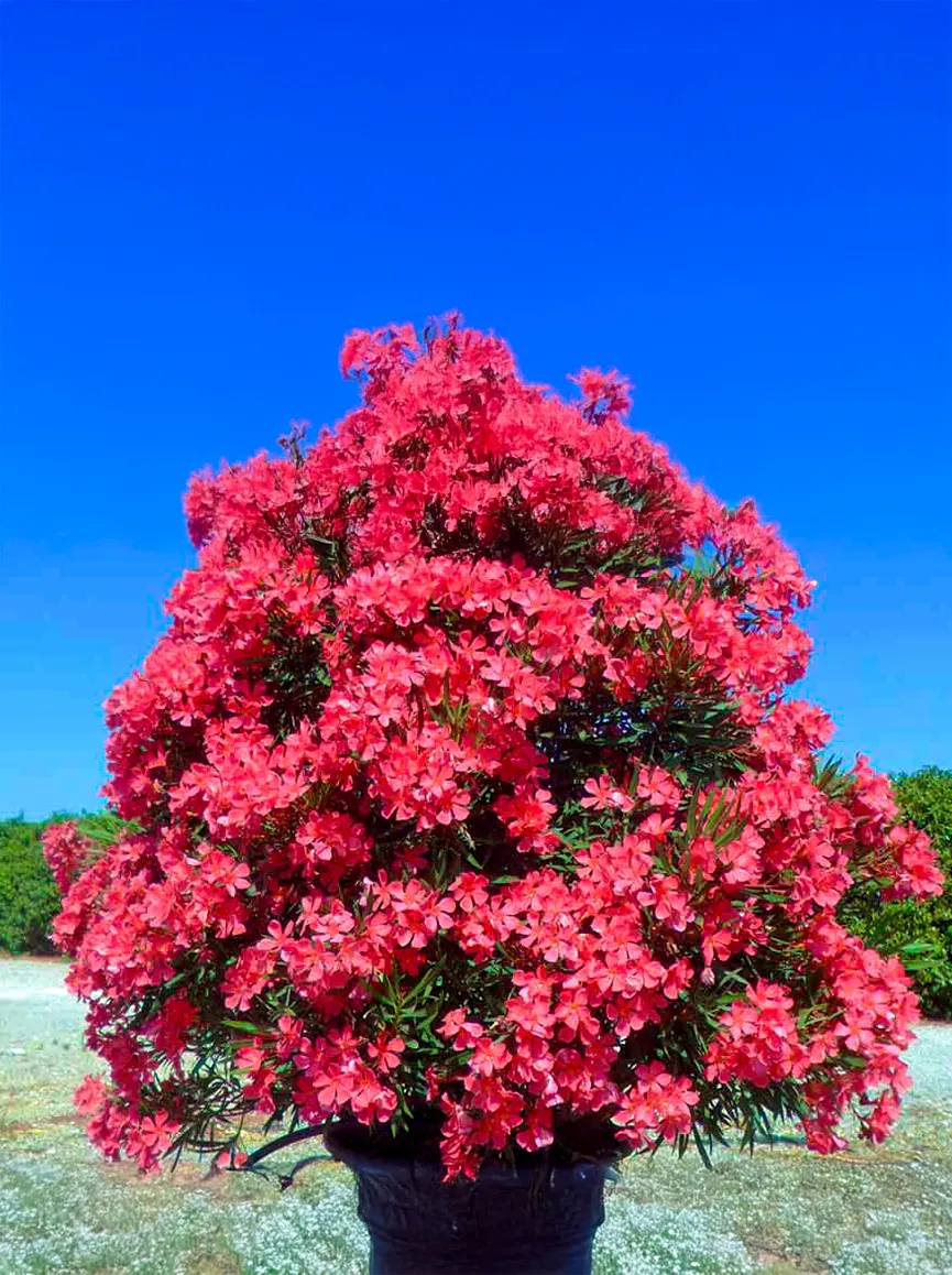 Nerium oleander ‘Papà Gambetta’ — katalog fotoğrafı