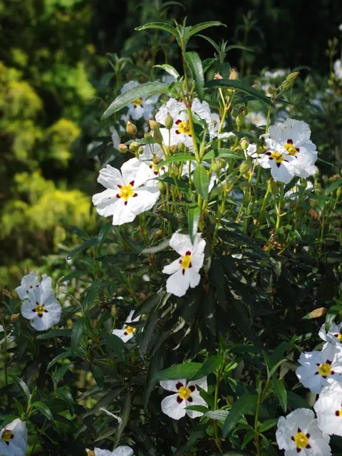 Cistus ladanifer — katalog fotoğrafı
