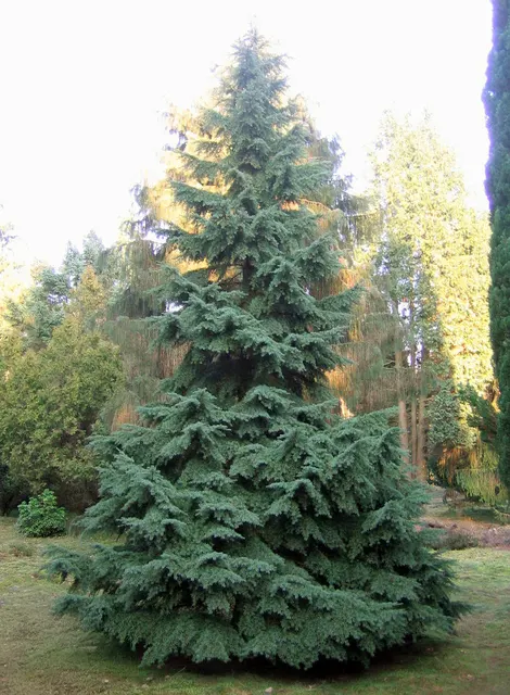 Tsuga martensiana — katalog fotoğrafı