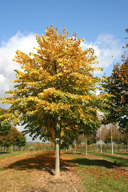 Tilia tomentosa ‘Brabant’ — katalog fotoğrafı