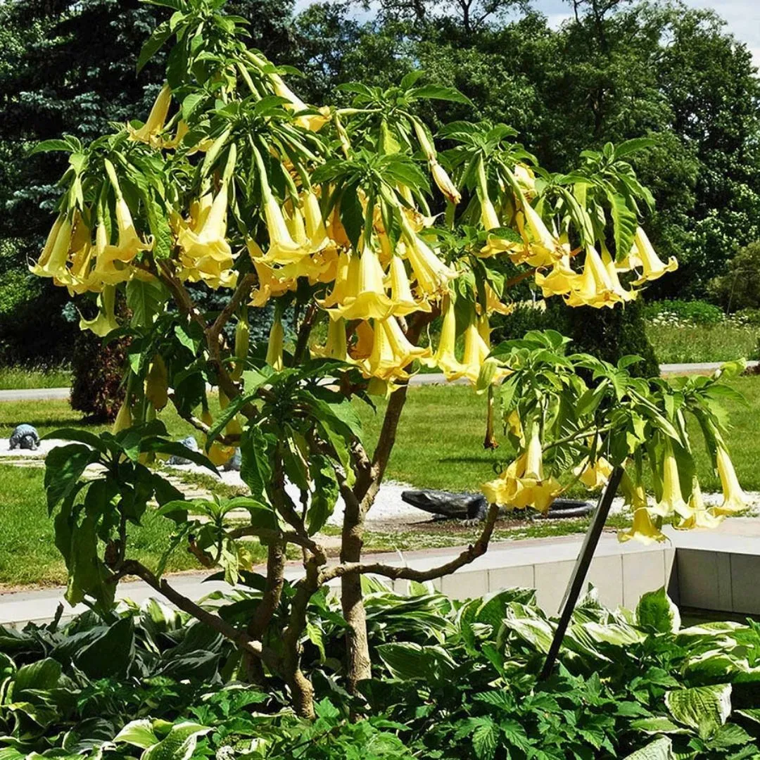 Brugmansia sp — katalog fotoğrafı